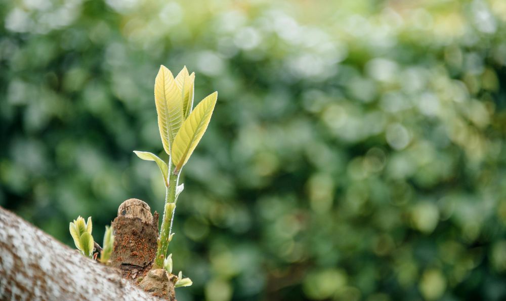 Somatic healing and post-traumatic growth therapy for women